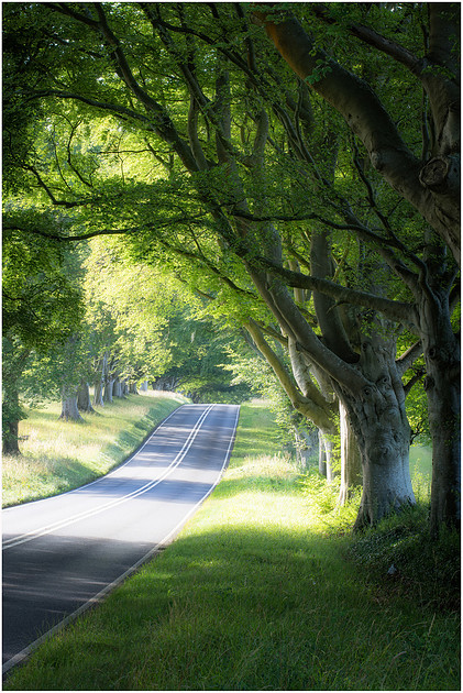 Mother’s beech tree avenue, Blandford Road, Dorset.