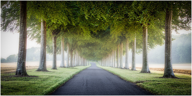 Beech tree lined avenue at Moor Crichel, Cranborne Chase, Dorset.
