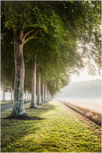 The avenue, Moor Crichel, Cranborne Chase, Dorset.