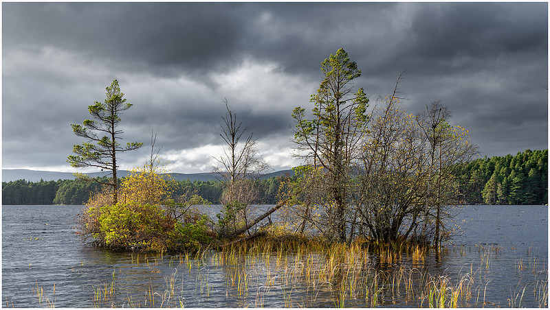 Afternoon sun, Abernethy National Nature Reserve, Loch Garten, Scotland.