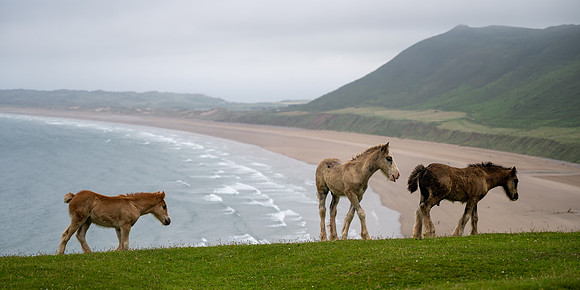 A young wild pony tries to join two other ponies who have a clear strong bond with all standing upon the cliffs overlooking a misty Rhossili bay.