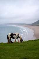 Black and white wild pony eats the best grass standing on the top of the cliffs overlooking a misty Rhosilli bay in Wales.