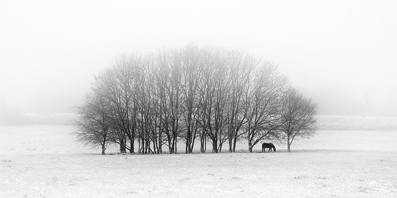 Shelter