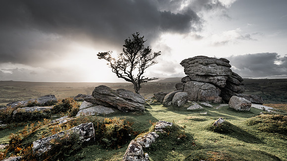 Wild Moors