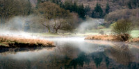 Herdwick sheep sit under a tree next to the river Brathay as mist floats across the scene in early spring.