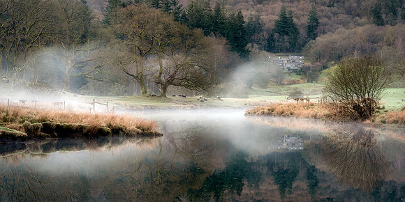 Herdwick sheep sit under a tree next to the river Brathay as mist floats across the scene in early spring.