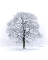 A large tree stands alone in a snow covered field with mist in the background.