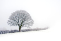 Large tree in the snow on a foggy day with a hedge running into the distance.