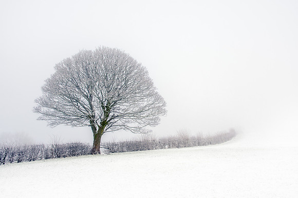 Large tree in the snow on a foggy day with a hedge running into the distance.