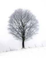 A large tree stands alone in a snow covered field with mist in the background.