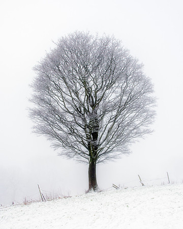 A large tree stands alone in a snow covered field with mist in the background.