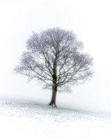 A large tree stands alone in a snow covered field with mist in the background.