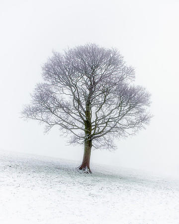 A large tree stands alone in a snow covered field with mist in the background.