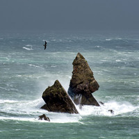 A sea bird flies over Church Rock at Broadhaven South Beach as waves crash against the rocks during a storm
