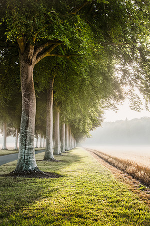 Long straight line of trees line the road during sunrise at Moor Crichel in Dorset.