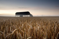 Close up of golden wheat in a field surrounding an old Dutch barn in Sixpenny Handley, Dorset.