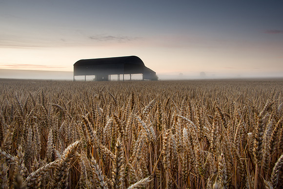 Close up of golden wheat in a field surrounding an old Dutch barn in Sixpenny Handley, Dorset.