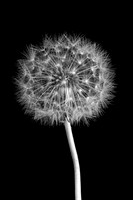 Black and white image of a dandelion close up.