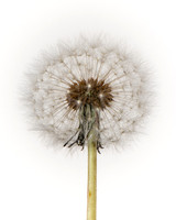 Close up of Dandelion Clock.