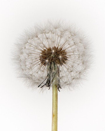 Close up of Dandelion Clock.