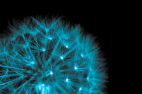 Close up of dandelion clock in blue light