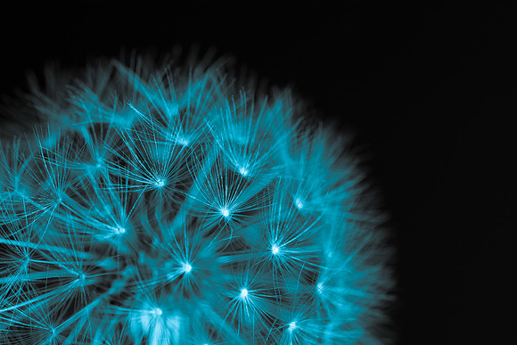 Close up of dandelion clock in blue light