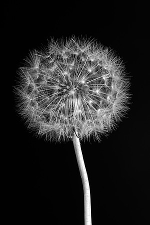 Black and white image of a dandelion close up.