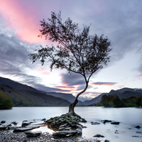 Lonely tree on the shores of Llyn Padarn in Llanberis.