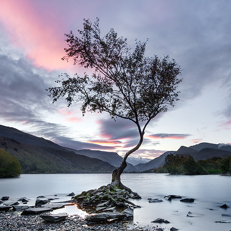 Lonely tree on the shores of Llyn Padarn in Llanberis.