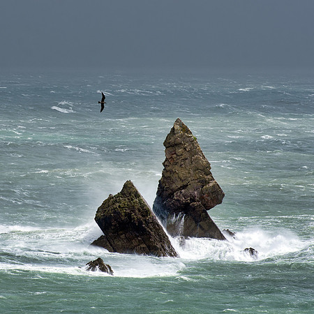 A sea bird flies over Church Rock at Broadhaven South Beach as waves crash against the rocks during a storm