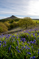 Bluebells and trees during sunrise at Roseberry Topping in Yorkshire.