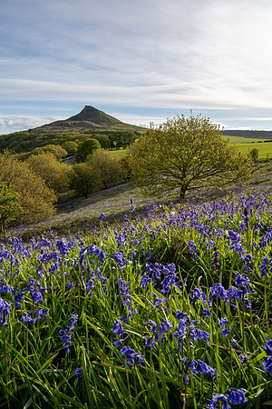 Bluebells and trees during sunrise at Roseberry Topping in Yorkshire.