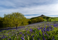 Bluebells and trees during sunrise at Roseberry Topping in Yorkshire.