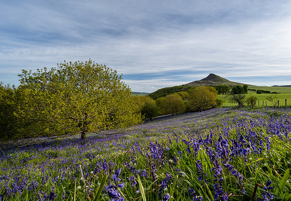 Bluebells and trees during sunrise at Roseberry Topping in Yorkshire.
