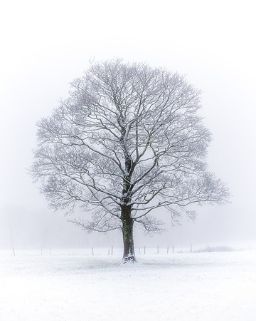 A large tree stands alone in a snow covered field with mist in the background.
