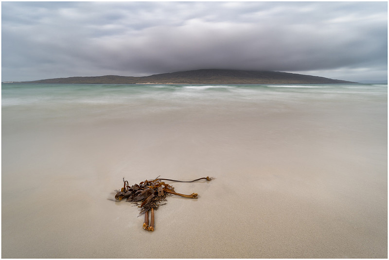 Kelp on the smooth clean sands of Luskentyre, near Taransay, Isle of Harris, Scotland