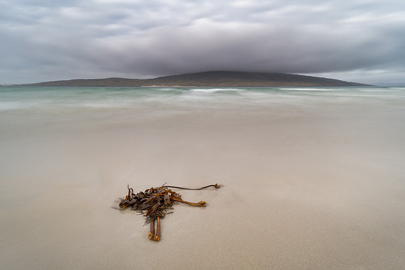 Kelp