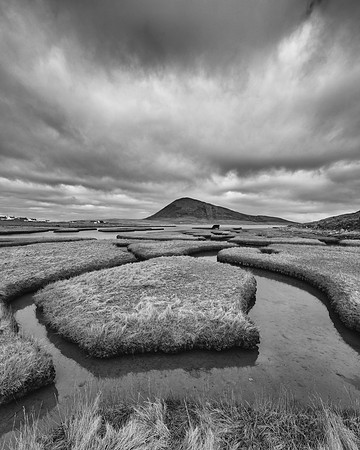 Coo bagging in black and white at Northton Salt Flats, Isle of Harris, Scotland